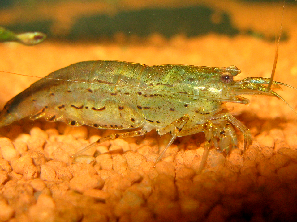 Caridina multidentata
