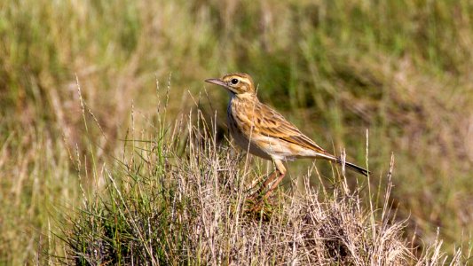 Anthus-novaeseelandiae photo