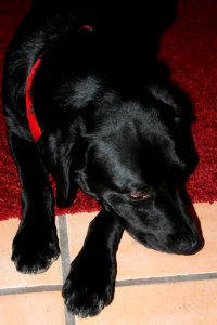 At Peace (It is a Dog's Life, After All)