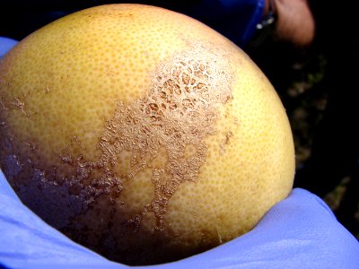 20101201-APHIS-CHRP-0079