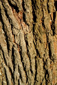 tree bark