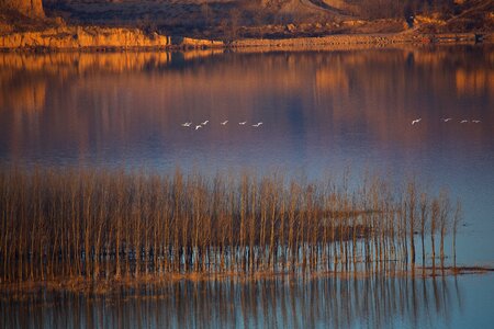 Swans group flight