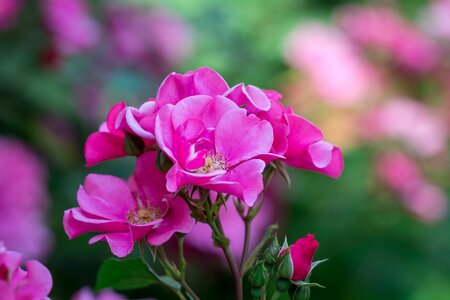 Flowers pink blossoms flower photo