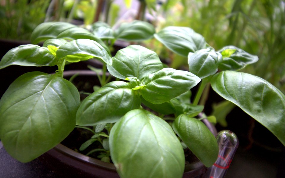 Ocimum basilicum