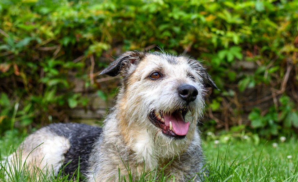 Dog snout animal pet