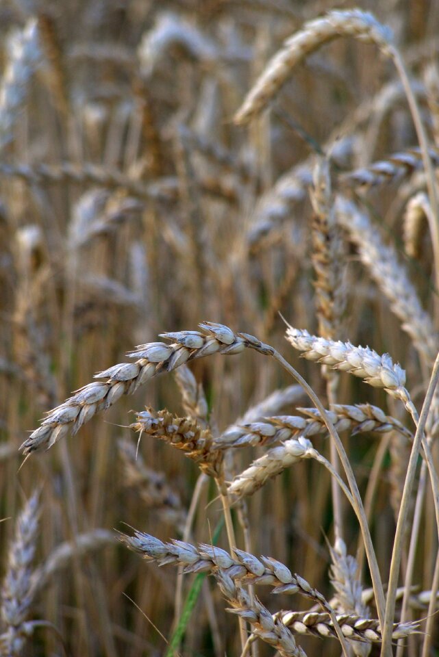 Grains mature field