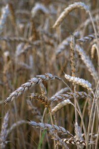 Grains mature field photo