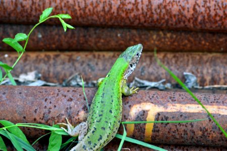 lizard
