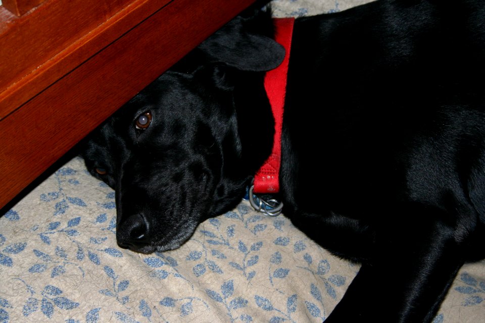 One Too Many Milkbones Last Night