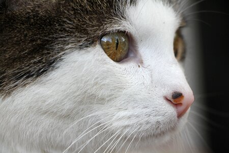 Domestic cat mackerel portrait