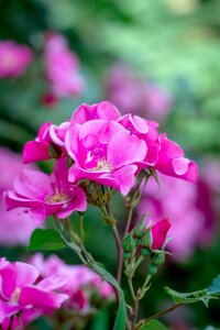 Flowers pink blossoms flower photo