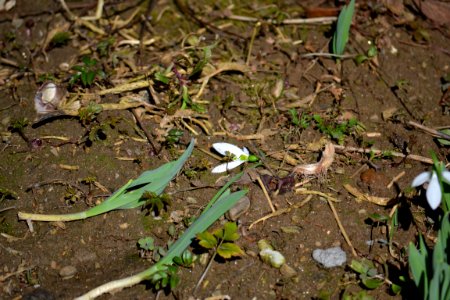 snowdrop