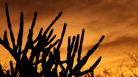 Sunset desert silhouette
