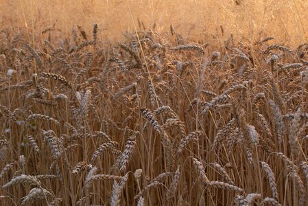 Grains mature field photo
