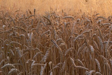 Grains mature field