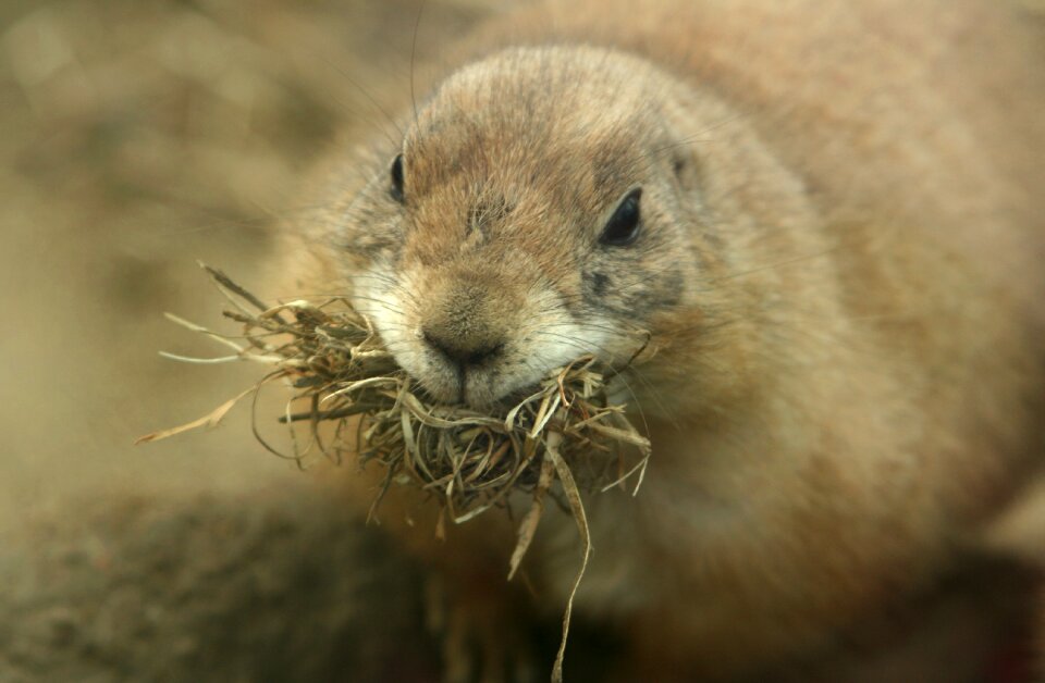 Rodents prairie dog nest