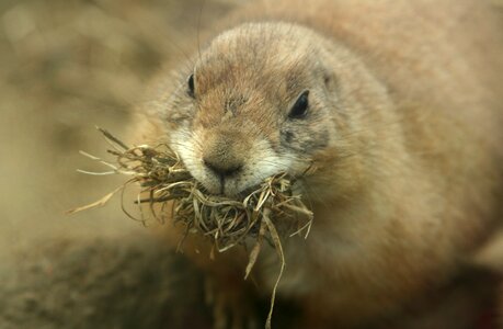 Rodents prairie dog nest