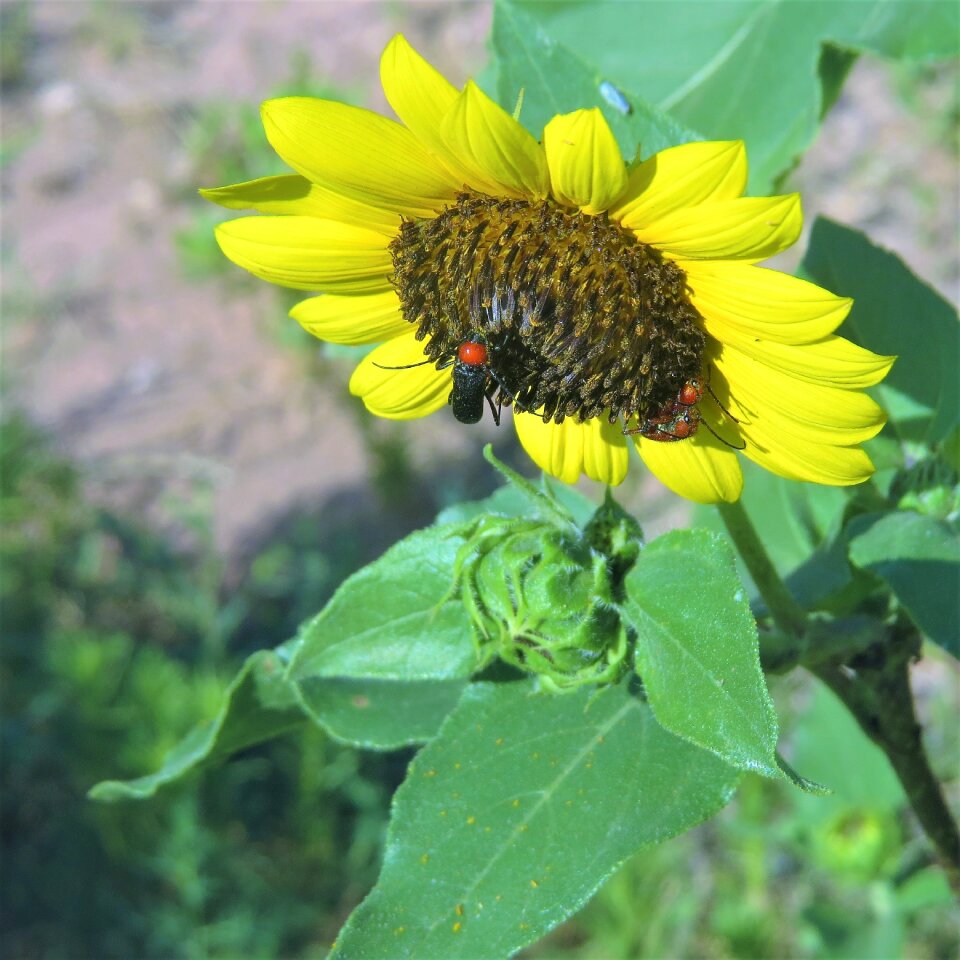 Hiking insect green sunflower
