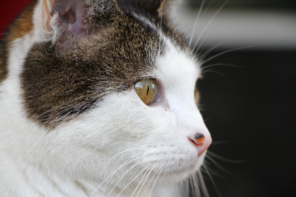 Mackerel portrait domestic cat