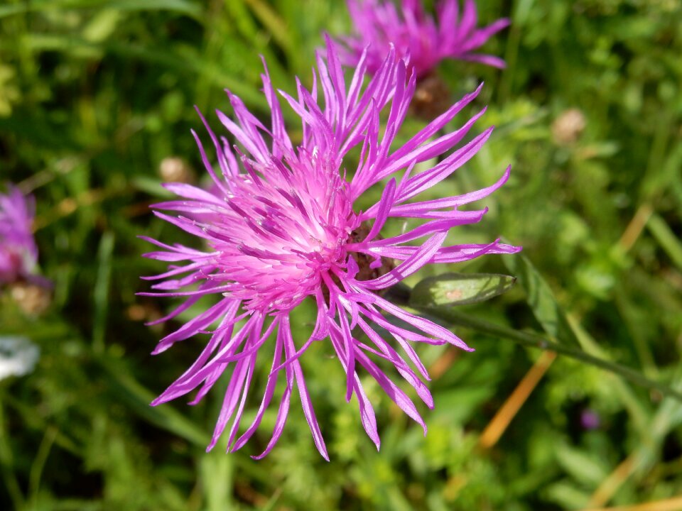 Flower pointed flower blossom