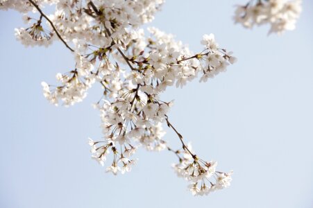 Nature spring flowers sky