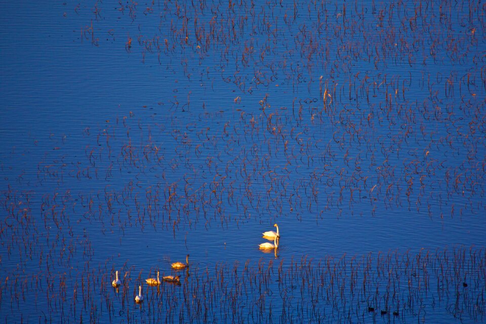 Lake natural wind birds