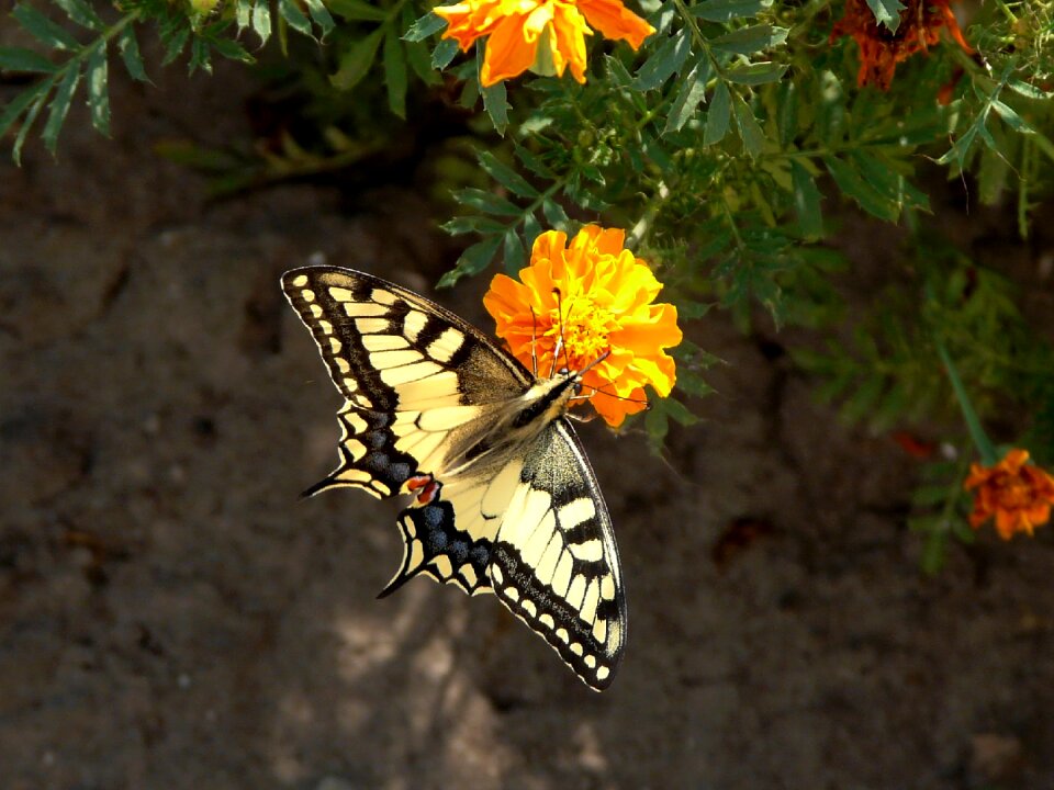 Butterfly flowers summer
