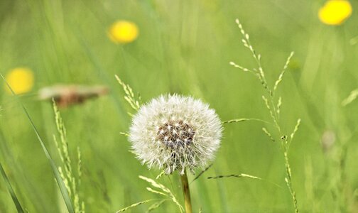 Summer grass pointed flower photo