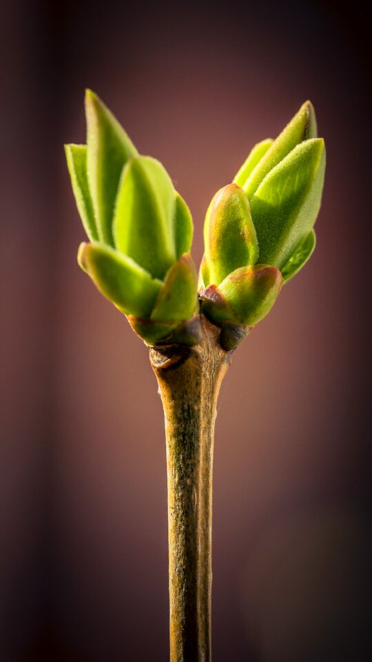 Sprouts plant green