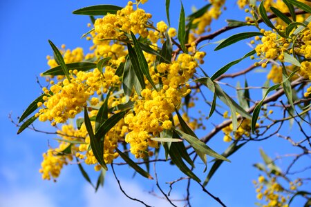 Mimosa acacia tree
