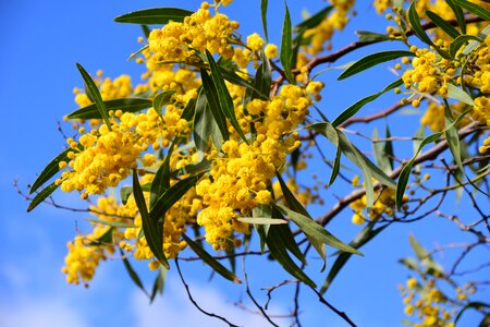 Mimosa acacia tree photo