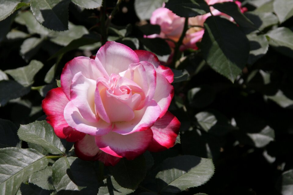 Plants beauty pink flower