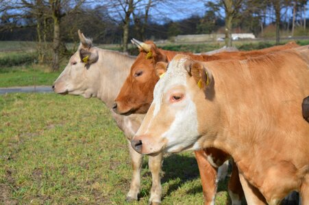 Cattle pasture coupling