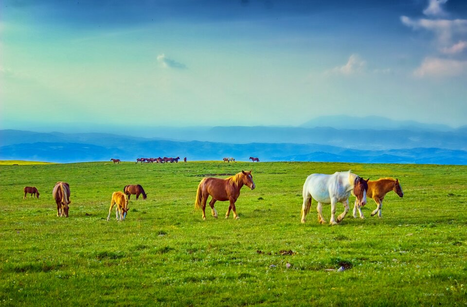 Mountain foal stallion