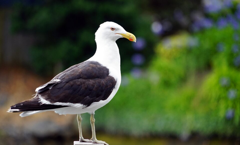 Plumage animal portrait water bird