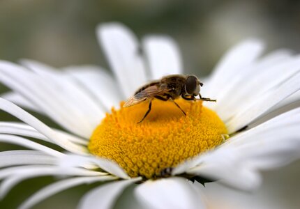 Work insecta nature