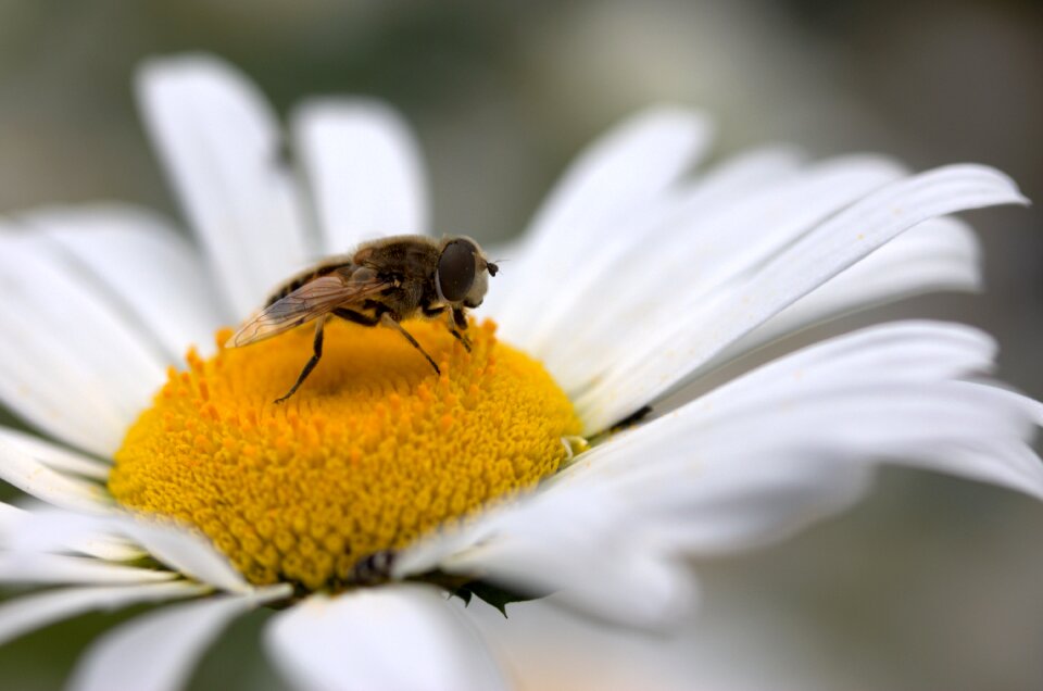 Work insecta nature
