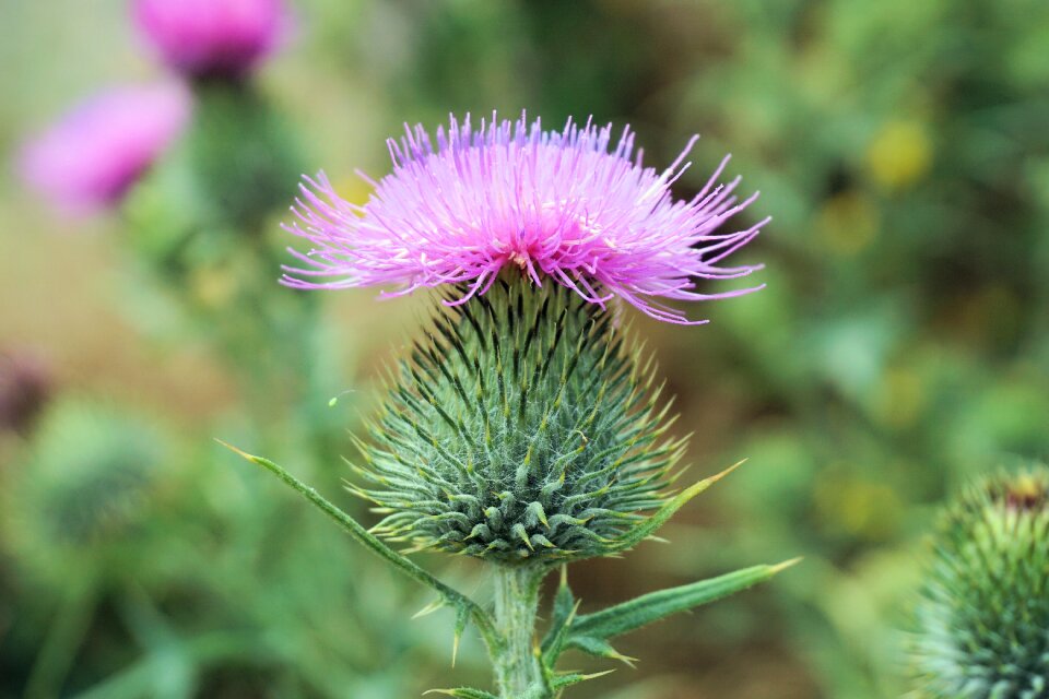 Bloom purple nature