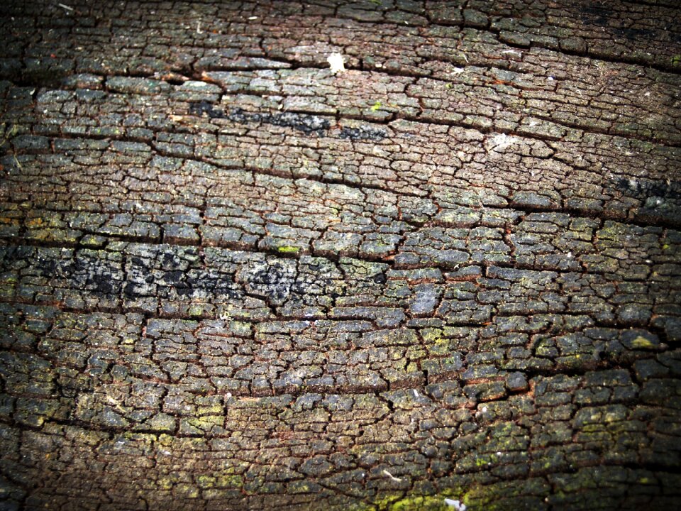 Pine background abstract