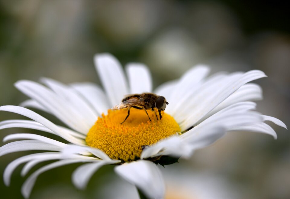 Work insecta nature