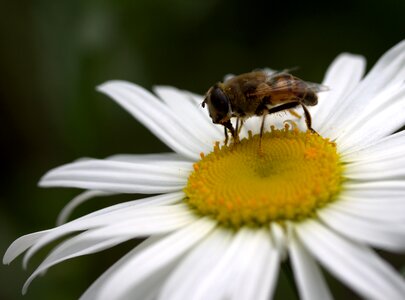 Work insecta nature