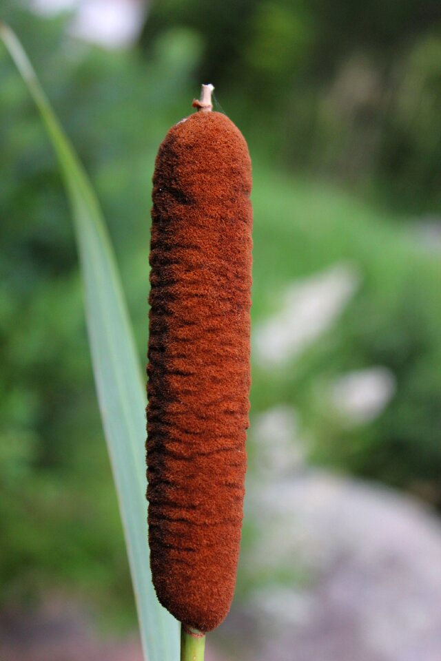 Fall reed cane