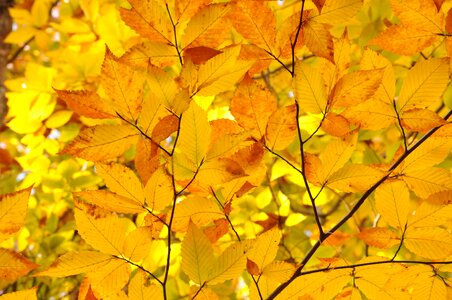 New england new hampshire trees photo