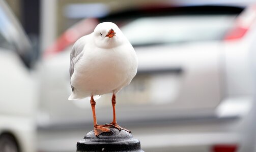Bird portrait plumage seagull