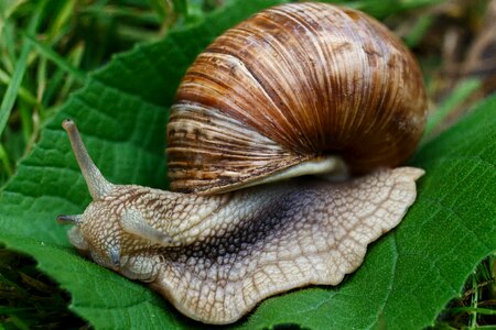 Macro slugs shell