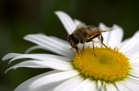 Work insecta nature