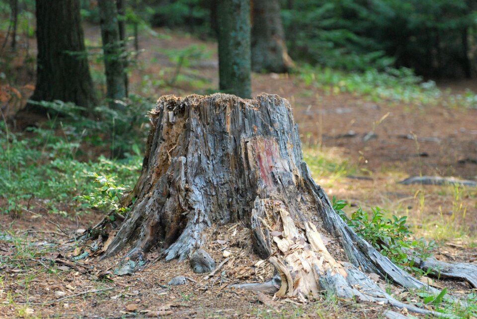 Nature tree stump woods
