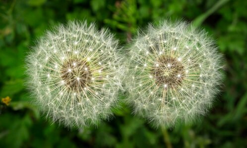 Nature pool flowers