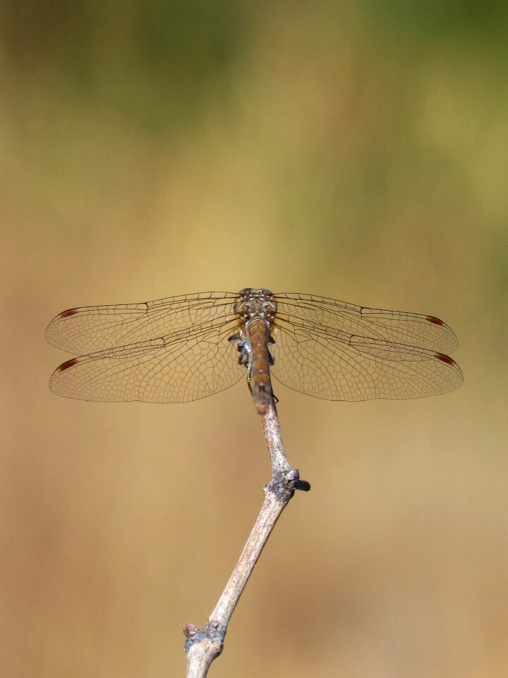 Branch sympetrum striolatum winged insect
