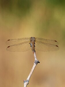 Branch sympetrum striolatum winged insect photo